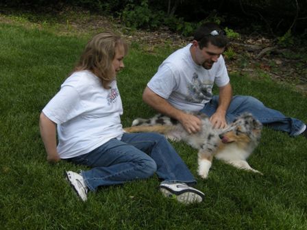 14_wk_old_Blue_Merle_Male_Collie_Puppy_ with_new_family_3